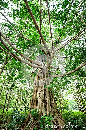 Old Banyan Tree in Rubber Farm Stock Photo