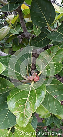 A old banyan tree with seed Stock Photo