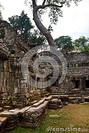 Old banyan tree towers over the ancient ruin of Ta Phrom temple, Angkor Wat, Cambodia Stock Photo