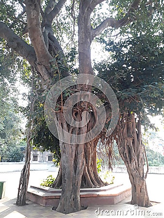 Old Banyan tree. Very old and attractive. Stock Photo