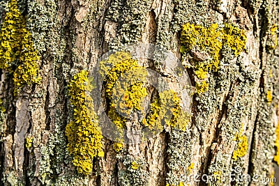 Old bark macro Stock Photo