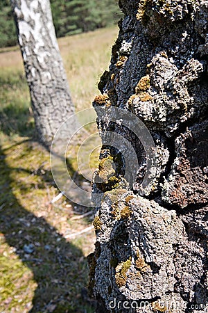 Old bark with moss in the sunlight Stock Photo