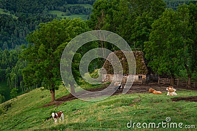 Old barn house from a cow farm with cows sitting in the grass Stock Photo