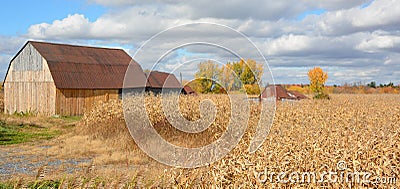 Old barn near corn field Editorial Stock Photo