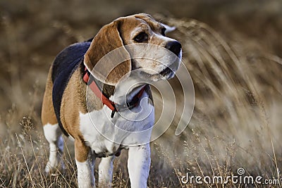 An old beagle dog. Stock Photo