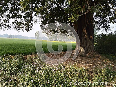 Really old and beautiful tree in my village Stock Photo