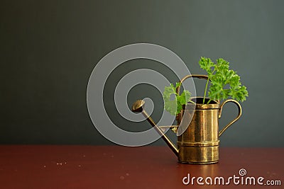 Old and beautiful watering can garden tool with green organic parsley in it. Stock Photo