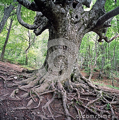 Old beech tree Stock Photo