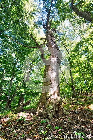 Old beech tree on Sokoli vrch mountain in Stiavnicke vrchy Stock Photo