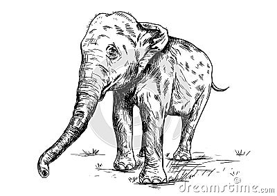 Old big elephant on the white background. Vector Illustration