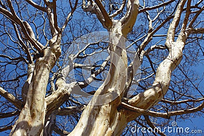Old Big Indian Platan Tree Stock Photo
