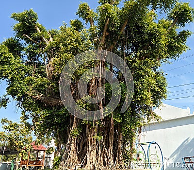 an old, big and tall banyan tree. the hanging roots are brown, the leaves are green and gleam in the sun Stock Photo