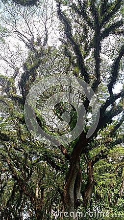 Old big tree rain forest in banyuwangi Stock Photo