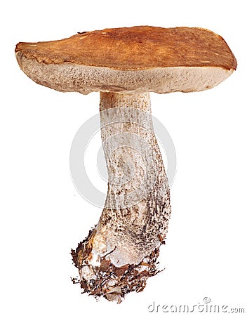 Old birch bolete on white Stock Photo