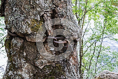 The old birch is tied with an iron chain. Stock Photo