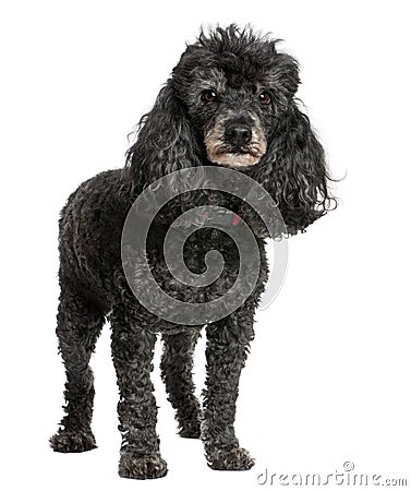 Old black poodle (12 yeras old) Stock Photo