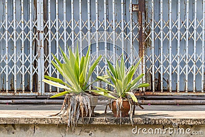 Old blue metal shutter in thailand, closed metallic shutter with twin agave green plants in front of the shop Stock Photo