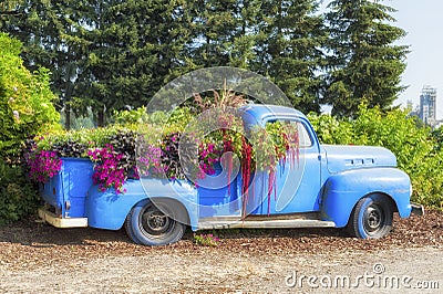 Old blue pickup used as a planter for flowers Editorial Stock Photo