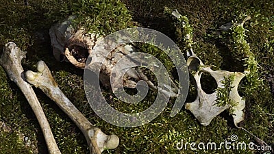 Old Animal Bones in a Forest on a Stump Stock Video - Video of skeleton,  structure: 174978631