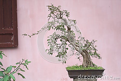 Old bonsai tree in a vase Stock Photo