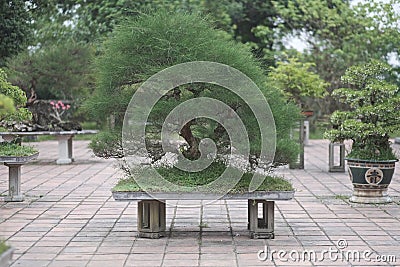 Old bonsai trees in vases Stock Photo