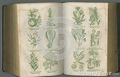 Old book, plants and herbs in study for biology, medical or ancient vintage pages against studio background. Historical Cartoon Illustration