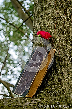 An old book set on a branch, a red rose nearby Stock Photo