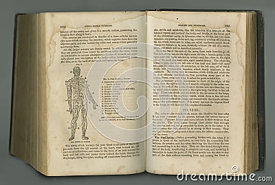 Old book, vintage and anatomy of human body, veins or muscles in literature, manuscript or ancient scripture against a Cartoon Illustration