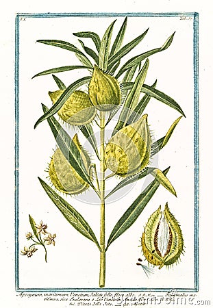 Old botanical illustration of Apocynum maritimum plant Cartoon Illustration