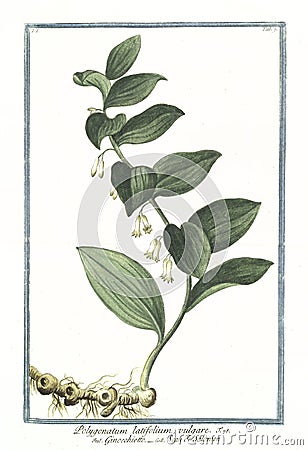 Old botanical illustration of Polygonatum latifolium vulgare plant Cartoon Illustration