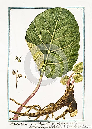 Old botanical illustration of Rhabarbarum forte Dioscoridis plant Cartoon Illustration