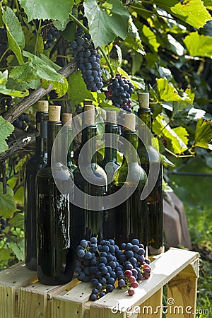 Old bottles of homemade wine photographed against the background of the vine. Stock Photo