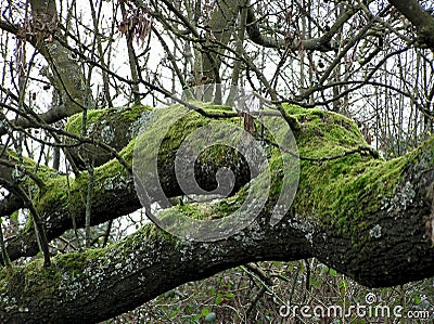 Old Bough Stock Photo