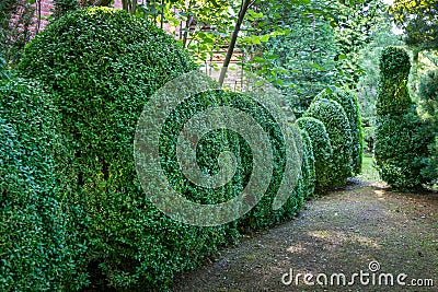 Old Boxwood Buxus sempervirens or European box in landscaped summer garden. Trimmed green boxwood bushes immediately after cutting Stock Photo