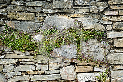 Old brick wall covered with intertwined branches of a plant with purple flowers Stock Photo