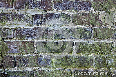 Old brick wall with mold and lichens Stock Photo