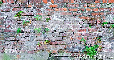 Old brick wall plants grunge texture Stock Photo