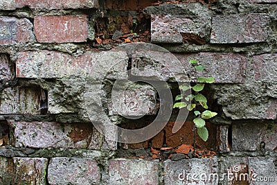 Old brickwork. A fragment of a collapsing wall with a tree sprout and moss. Textured background image Stock Photo