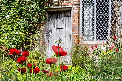 Old British poppy garden Stock Photo