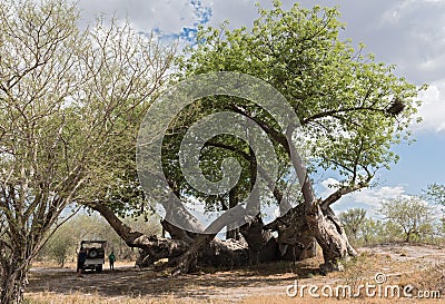 Old broken baobab tree between Tsumkwe and Khaudum National Park in northern Namibia Editorial Stock Photo