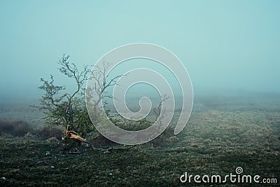 Old broken bush on a field covered with dense fog Stock Photo