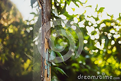 Old broken door with reflection in the window displaying the grapewine leaves which are growing on the antique house. Nostalgic Stock Photo