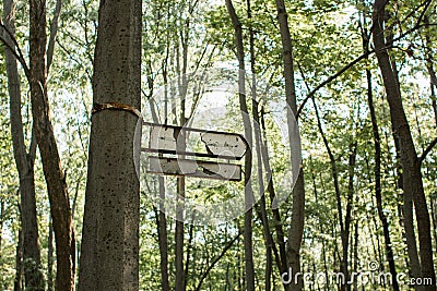 Old broken signpost on a tree in the forest Stock Photo