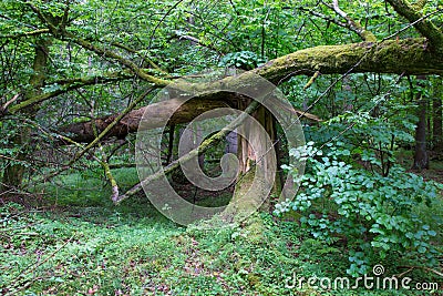 Old broken spruce tree moss wrapped and stump Stock Photo