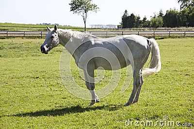 Old broodmare Stock Photo