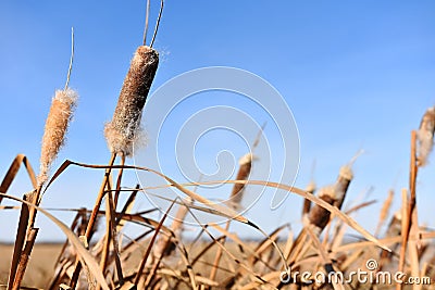 Old Brown Cattail Seed Stock Photo