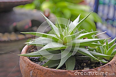 Old brown pot of fresh Aloe vera in garden Stock Photo