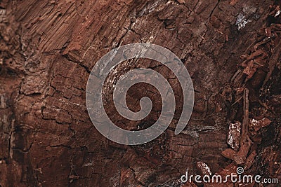 brown rustical wooden texture Stock Photo