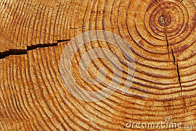 Old brown tree rings Stock Photo