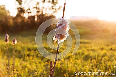 Old bulrush at sunset Stock Photo